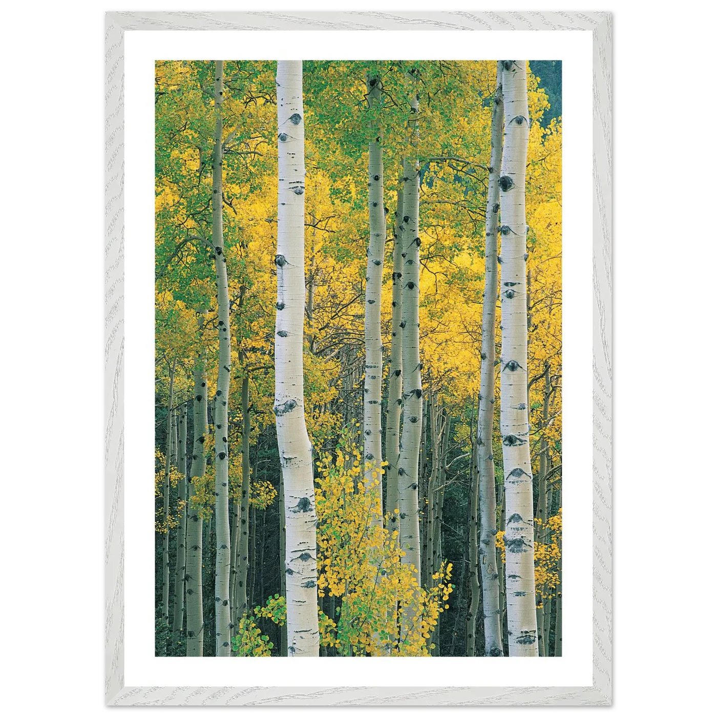 Aspen Tree Wall Art - Luxury Art Canvas