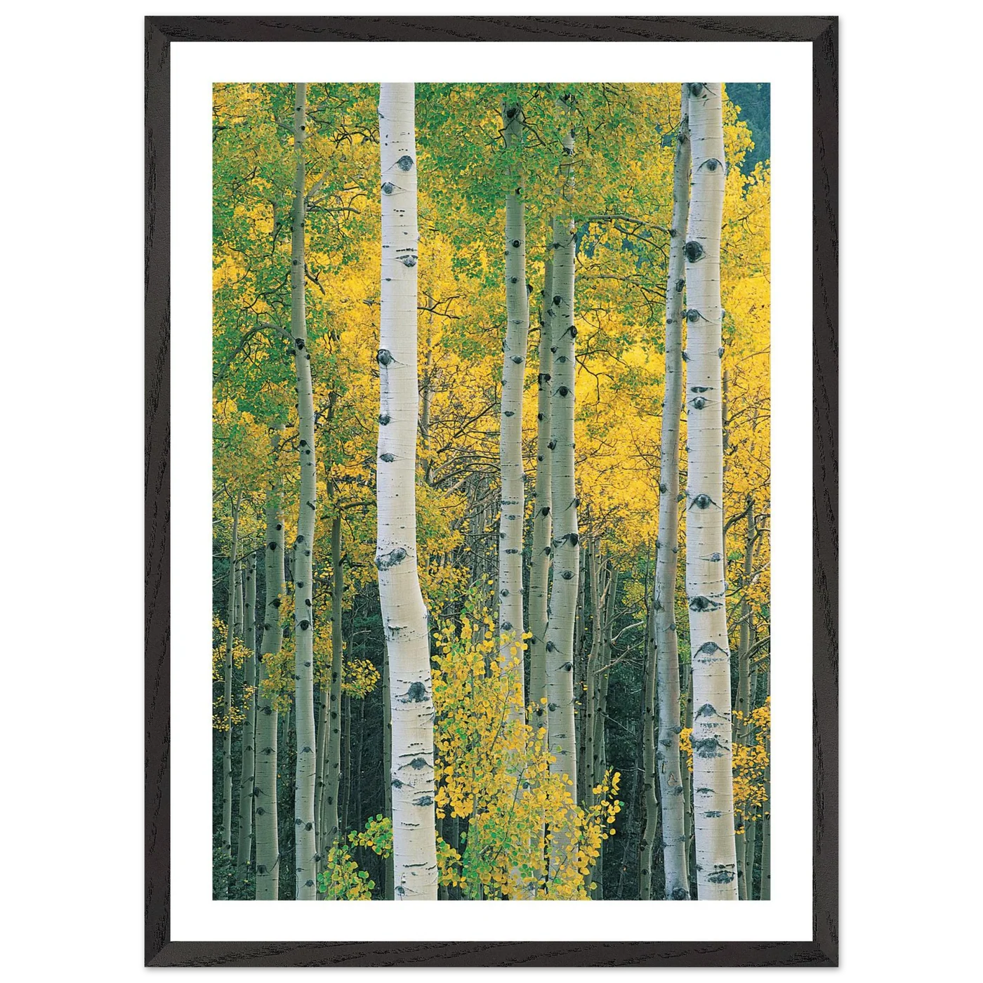 Aspen Tree Wall Art - Luxury Art Canvas