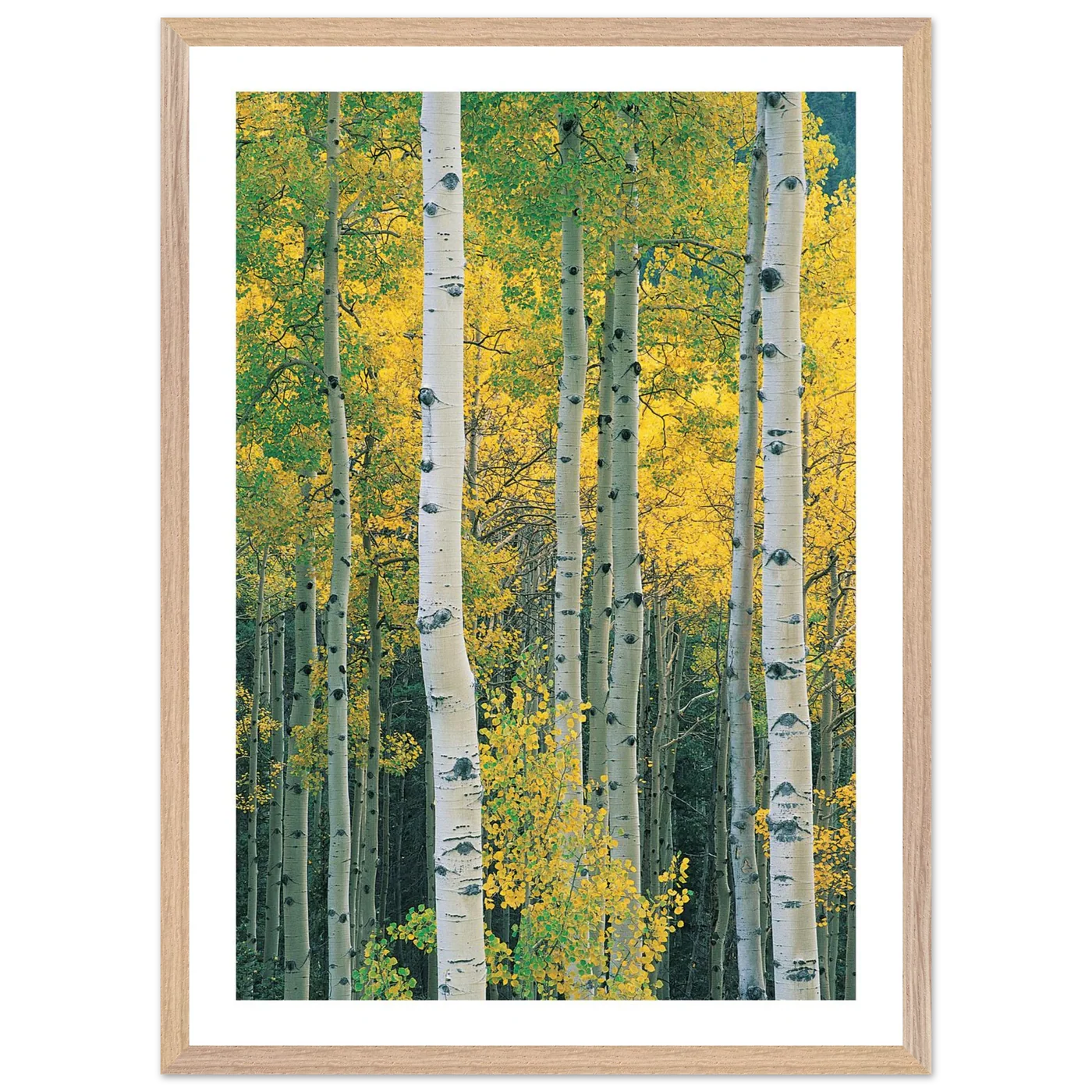 Aspen Tree Wall Art - Luxury Art Canvas