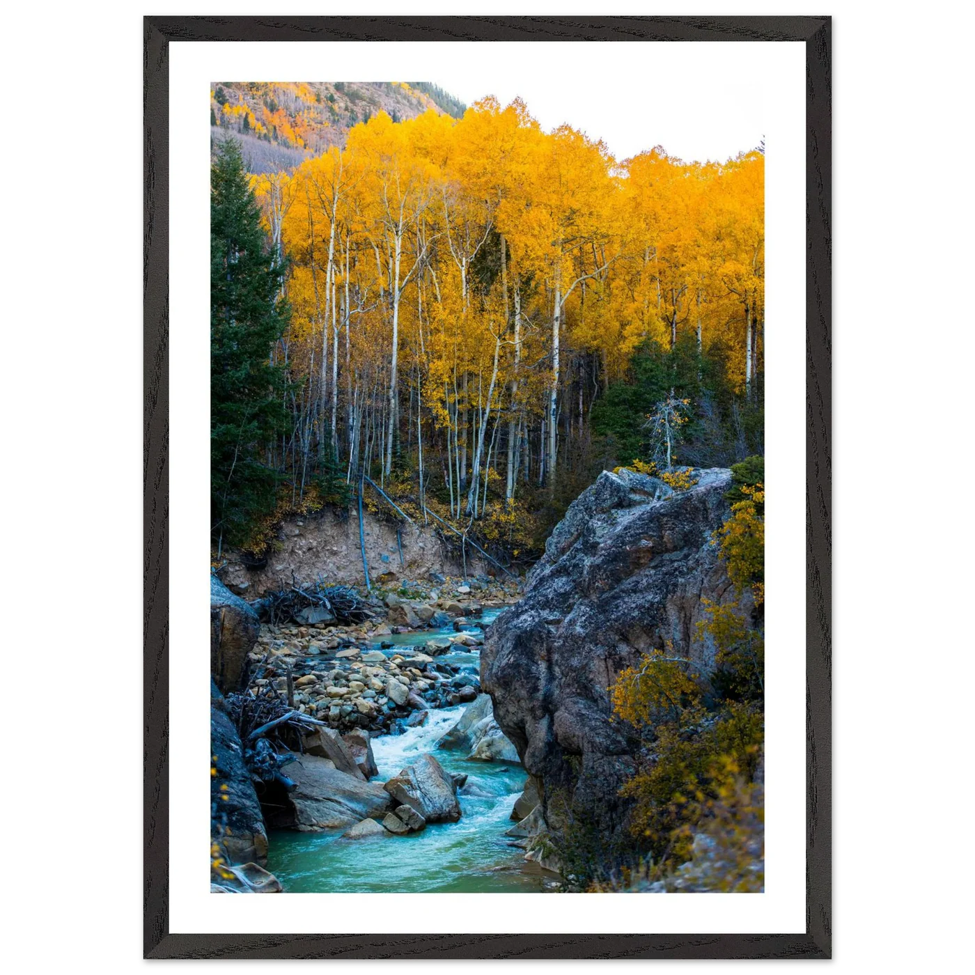 Aspen Trees Wall Art - Luxury Art Canvas