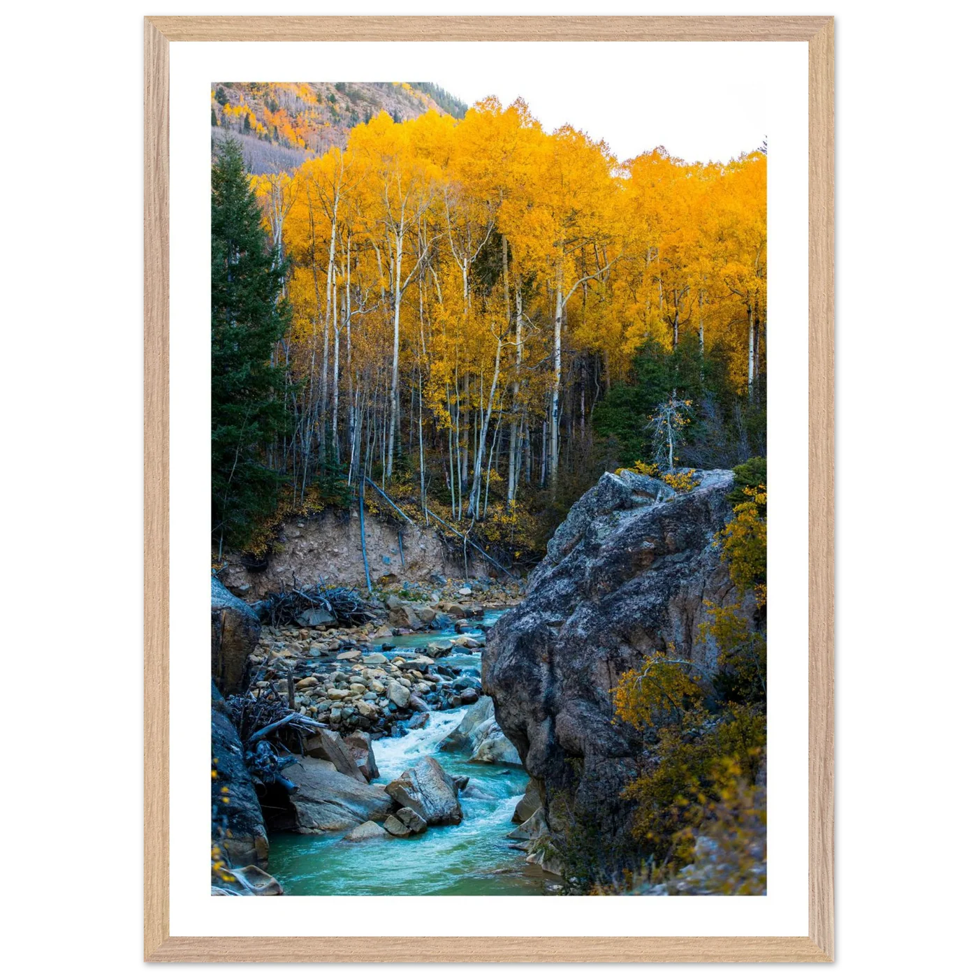 Aspen Trees Wall Art - Luxury Art Canvas