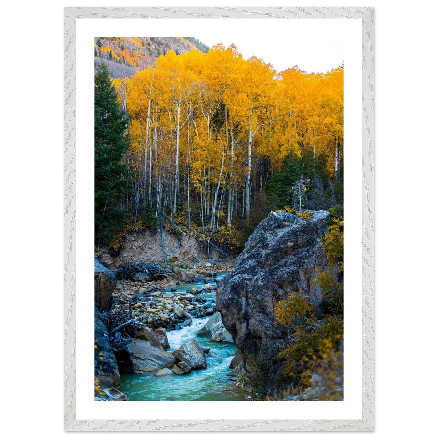 Aspen Trees Wall Art - Luxury Art Canvas