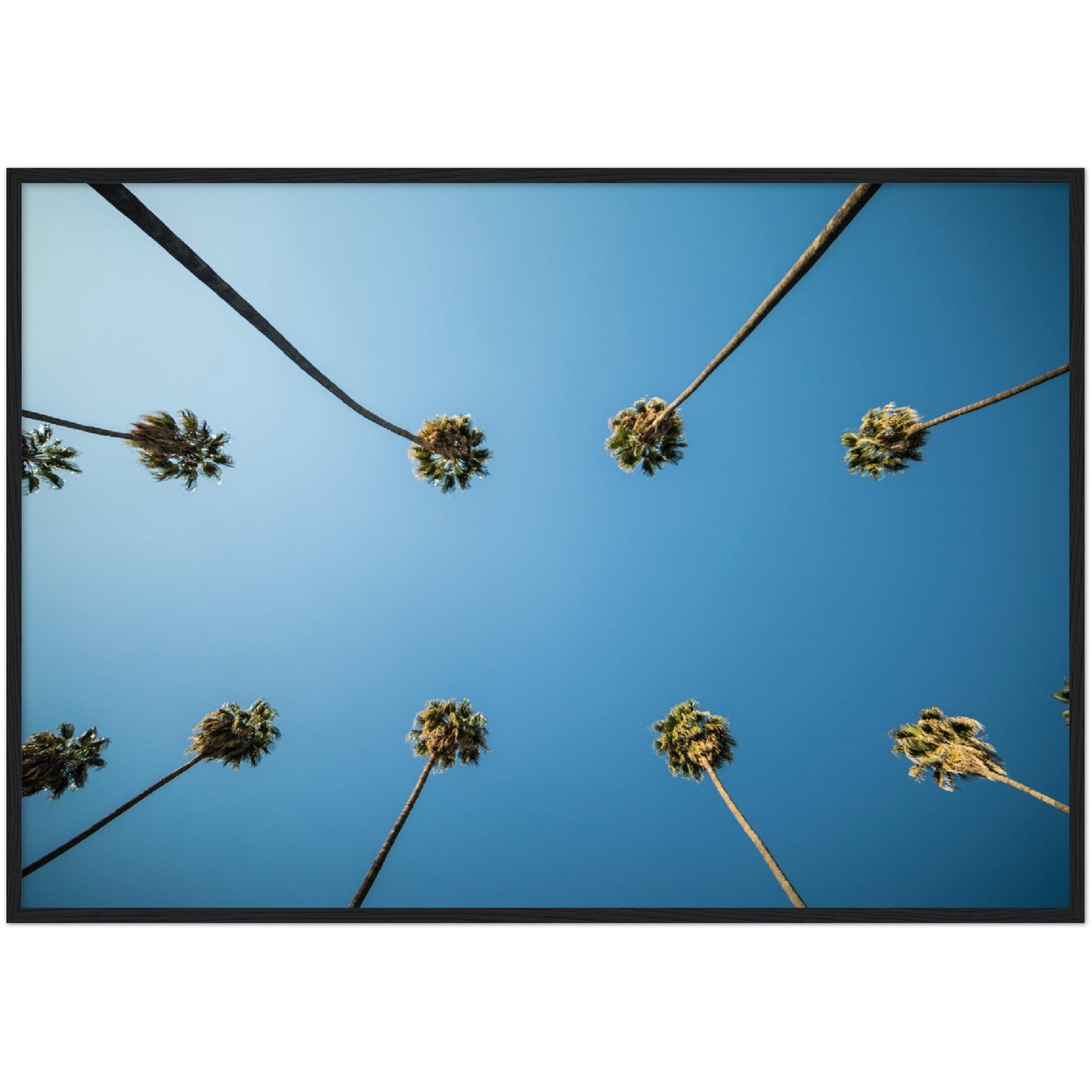 Los Angeles Palm Trees Wall Art - Luxury Art Canvas