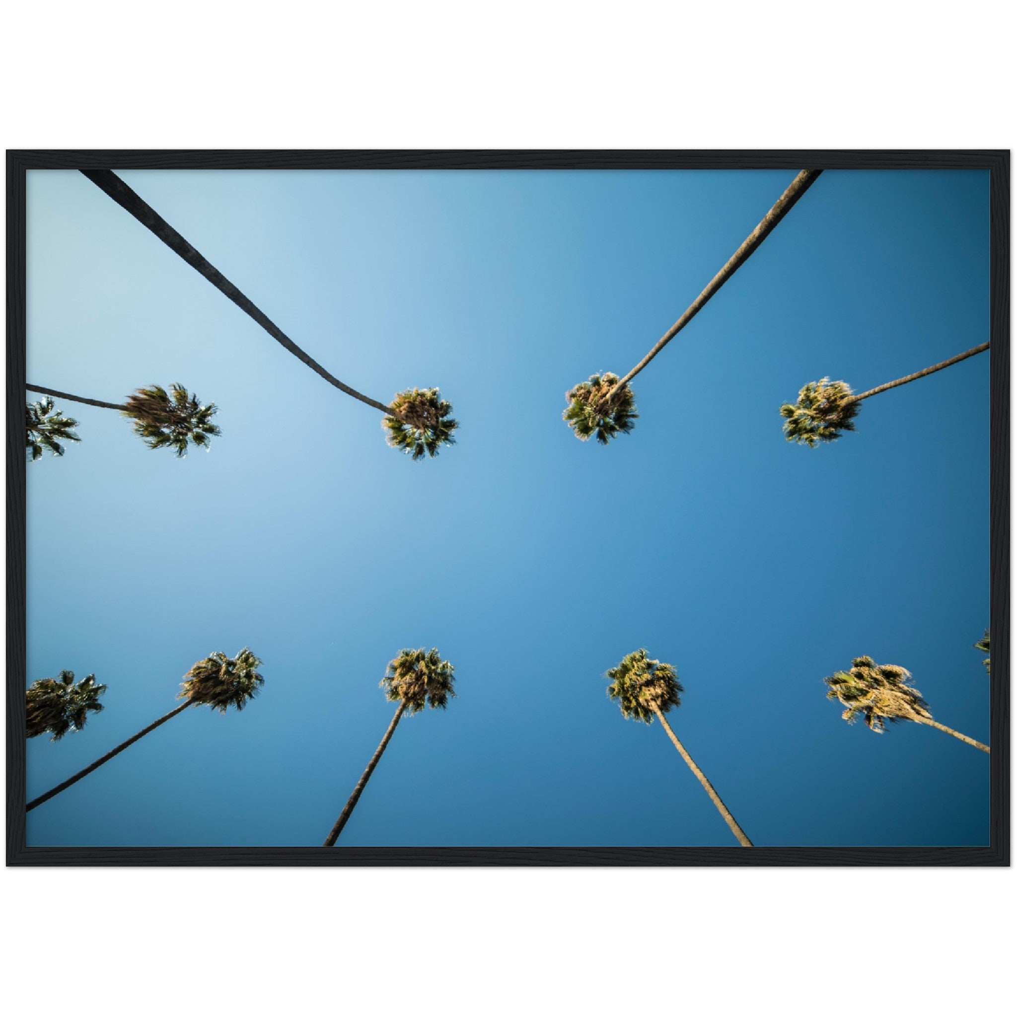 Los Angeles Palm Trees Wall Art - Luxury Art Canvas