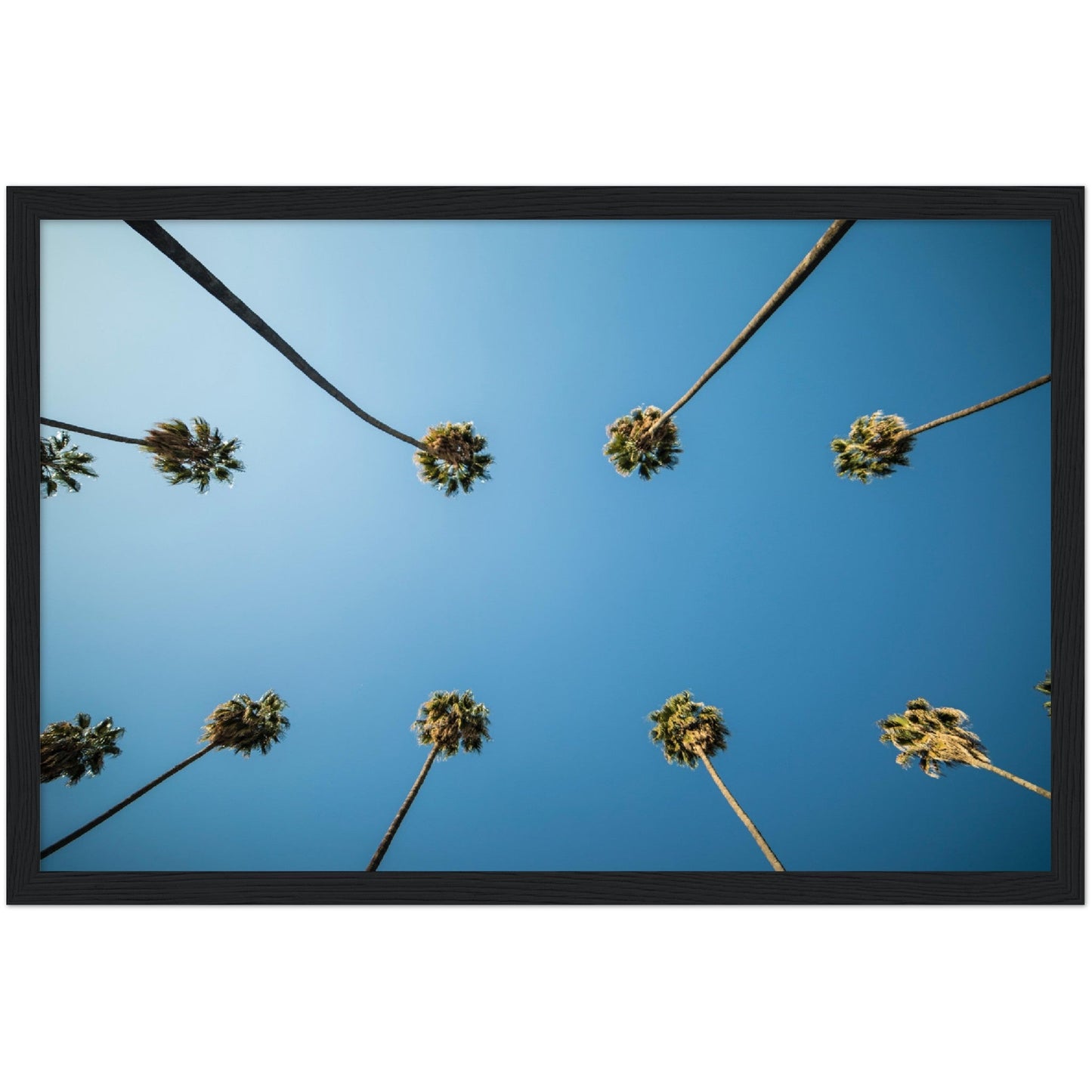 Los Angeles Palm Trees Wall Art - Luxury Art Canvas