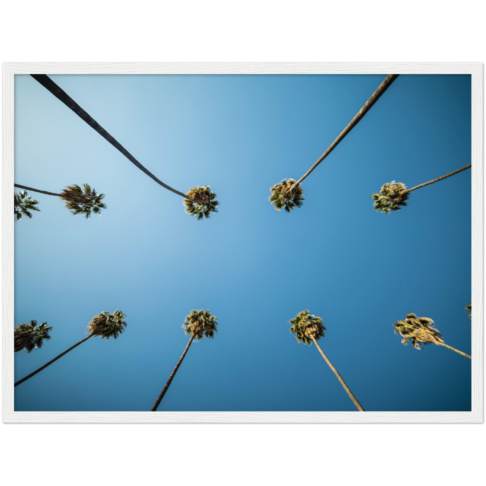Los Angeles Palm Trees Wall Art - Luxury Art Canvas