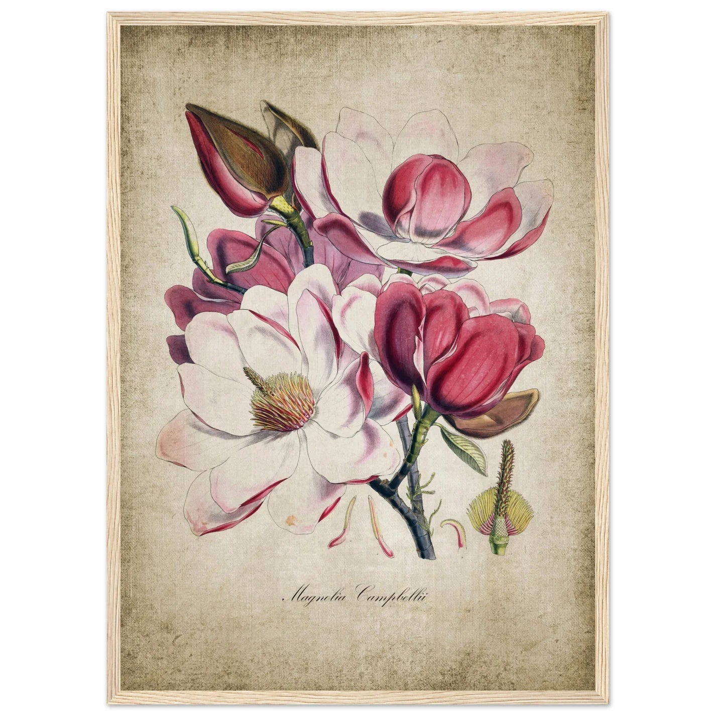 Vintage Botanical Wall Art - Luxury Art Canvas