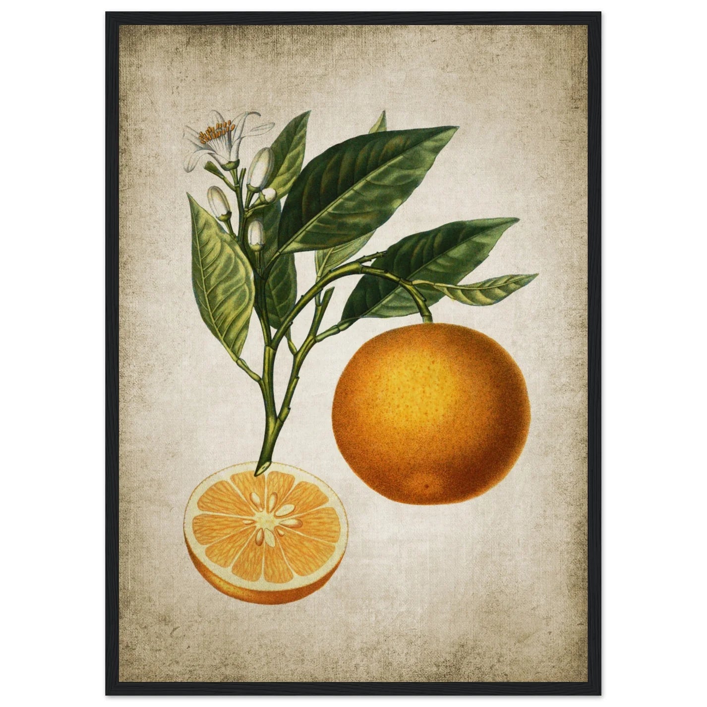 Vintage Fruit Wall Art - Luxury Art Canvas