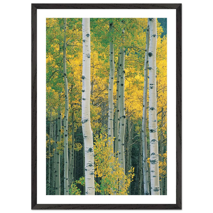 Aspen Tree Wall Art - Luxury Art Canvas