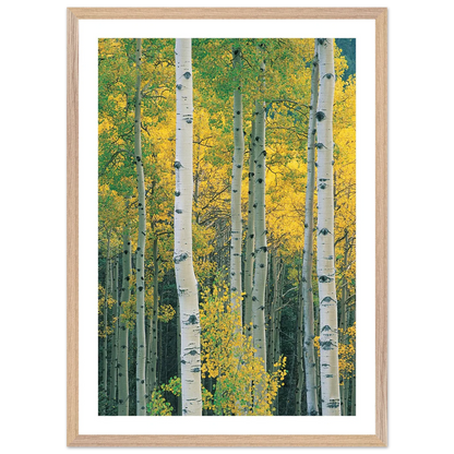 Aspen Tree Wall Art - Luxury Art Canvas