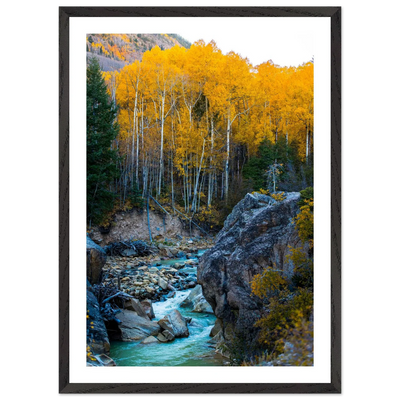 Aspen Trees Wall Art - Luxury Art Canvas