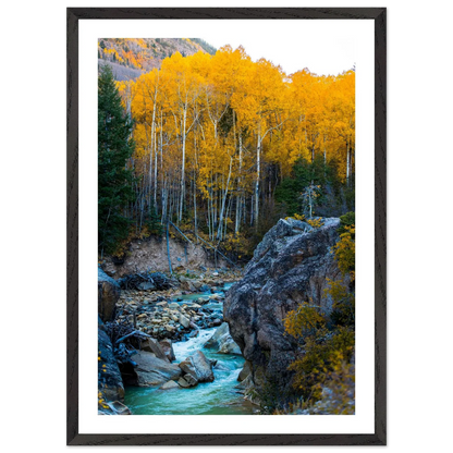 Aspen Trees Wall Art - Luxury Art Canvas