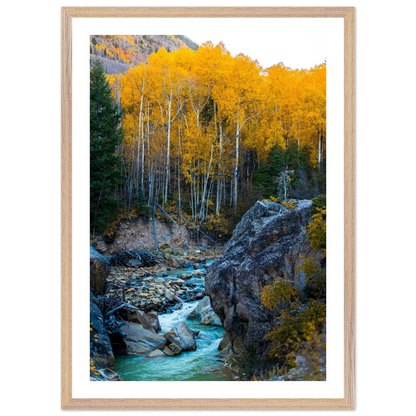 Aspen Trees Wall Art - Luxury Art Canvas
