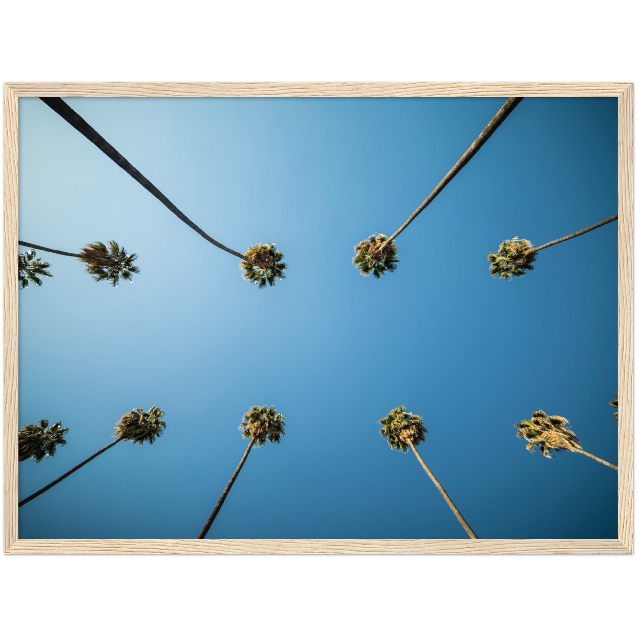 Los Angeles Palm Trees Wall Art - Luxury Art Canvas