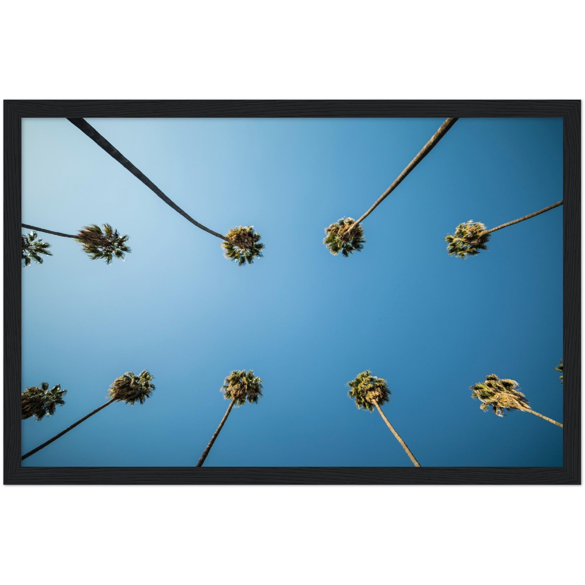 Los Angeles Palm Trees Wall Art - Luxury Art Canvas