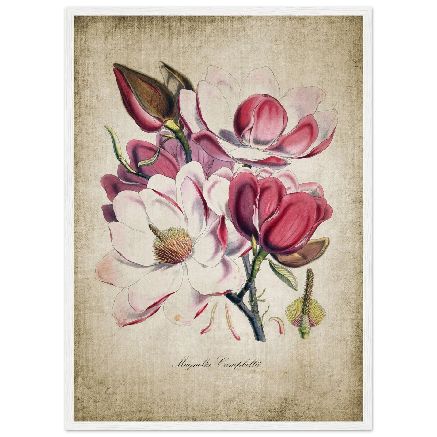 Vintage Botanical Wall Art - Luxury Art Canvas