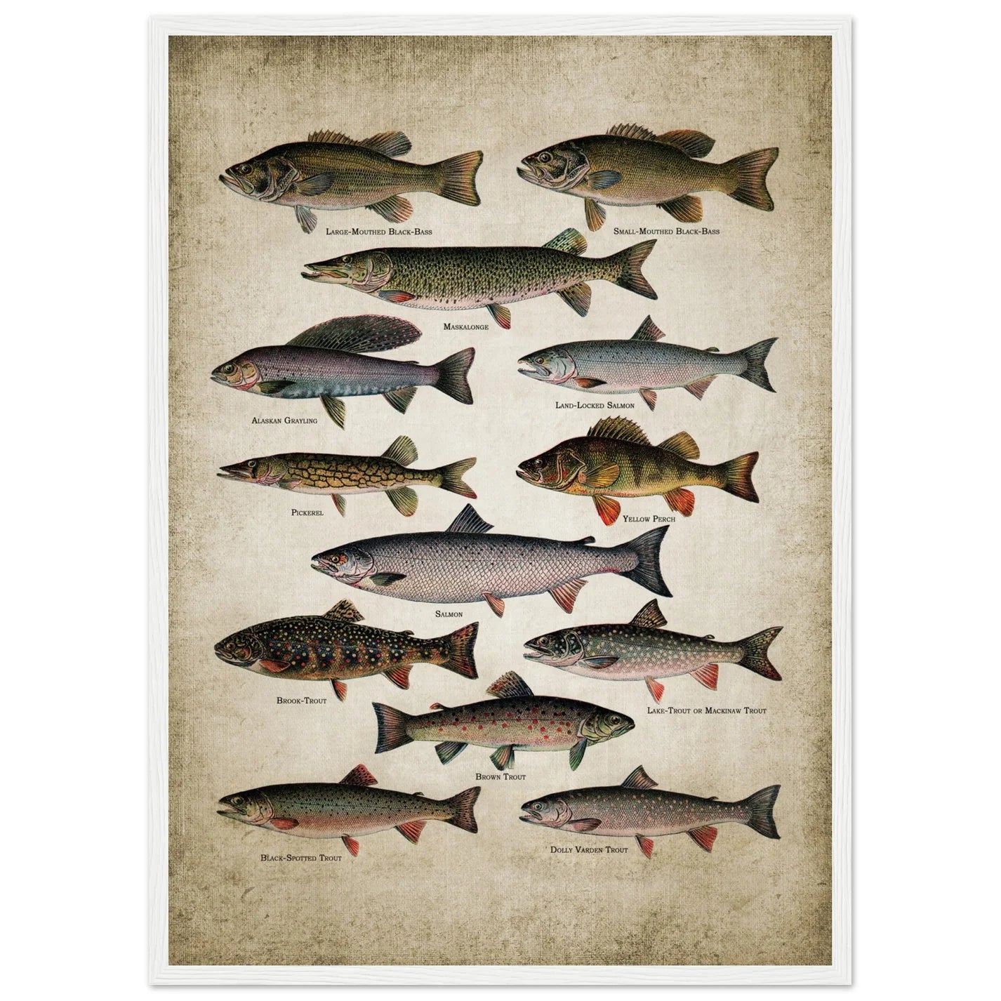 Vintage Fish Wall Art - Luxury Art Canvas