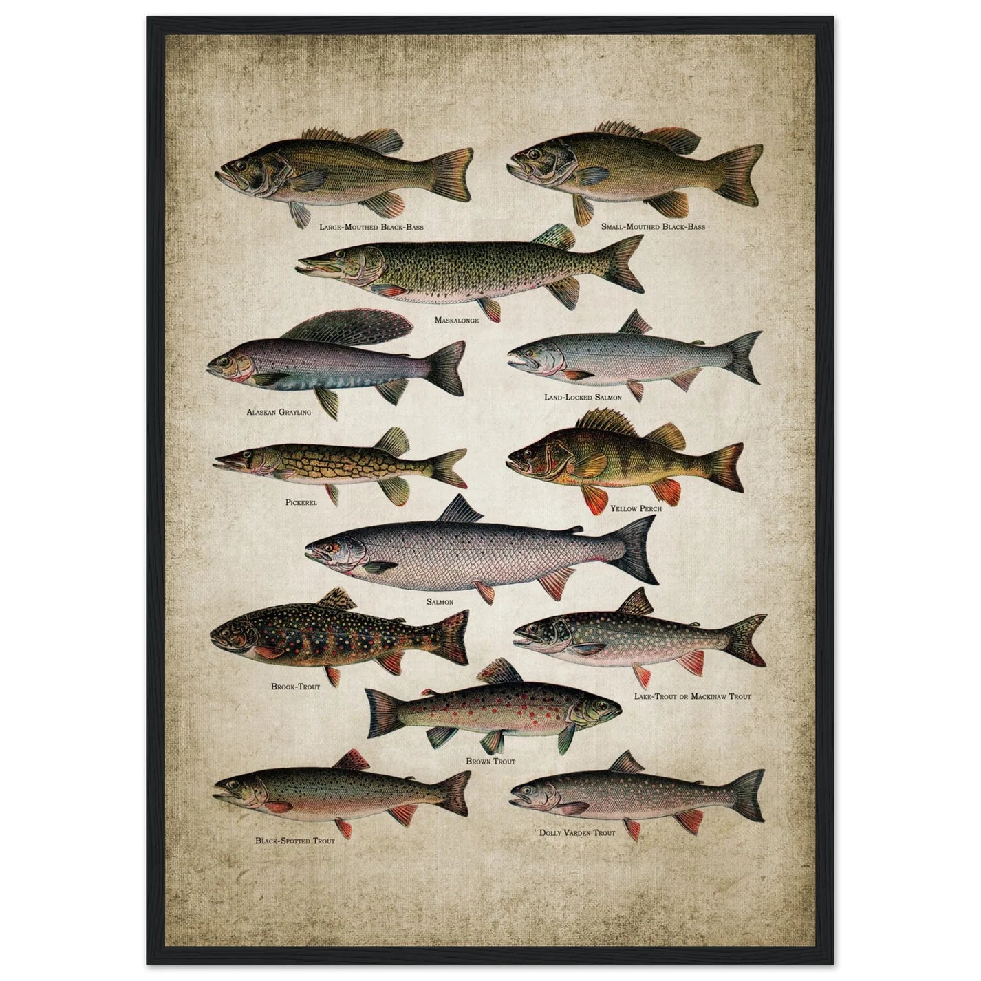 Vintage Fish Wall Art - Luxury Art Canvas
