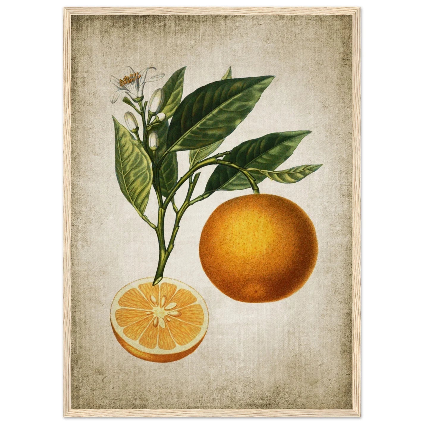 Vintage Fruit Wall Art - Luxury Art Canvas