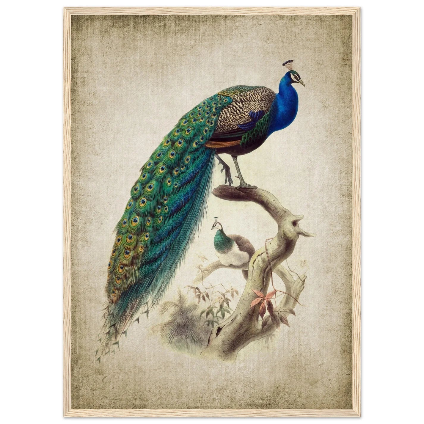 Vintage Peacock Wall Art - Luxury Art Canvas