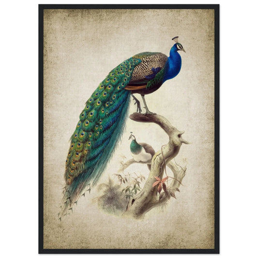 Vintage Peacock Wall Art - Luxury Art Canvas