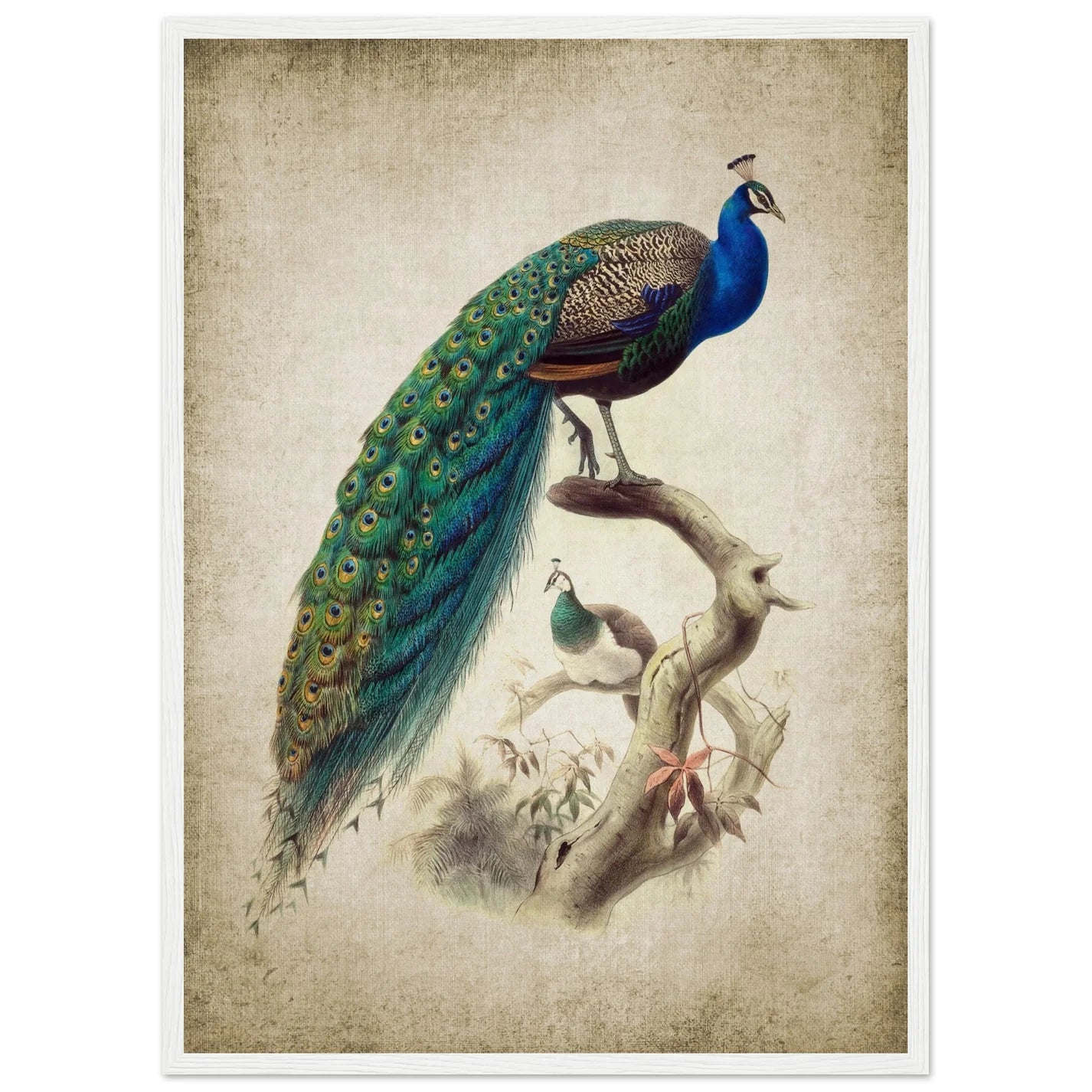 Vintage Peacock Wall Art - Luxury Art Canvas